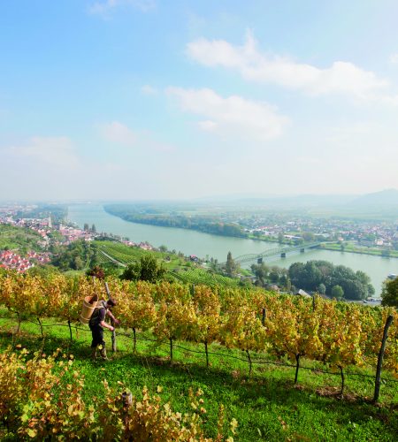 Vinice Wachau